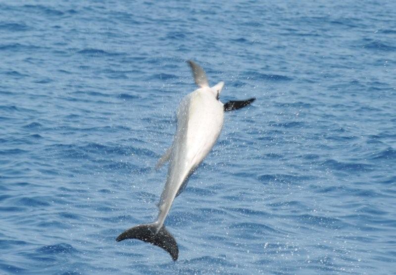 dolphin flip 1